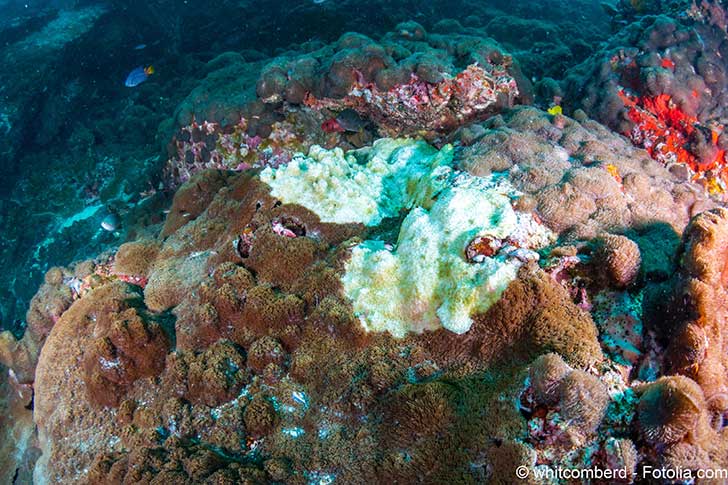 Le gouvernement de l’Australie va tenter de sauver la Barrière de corail