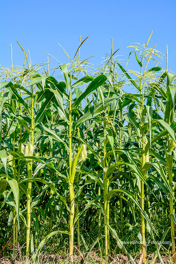 Les plantations d’OGM ont le vent en poupe… sauf en Europe