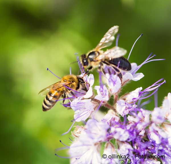Le GIEC de la biodiversit sest pench sur la pollinisation