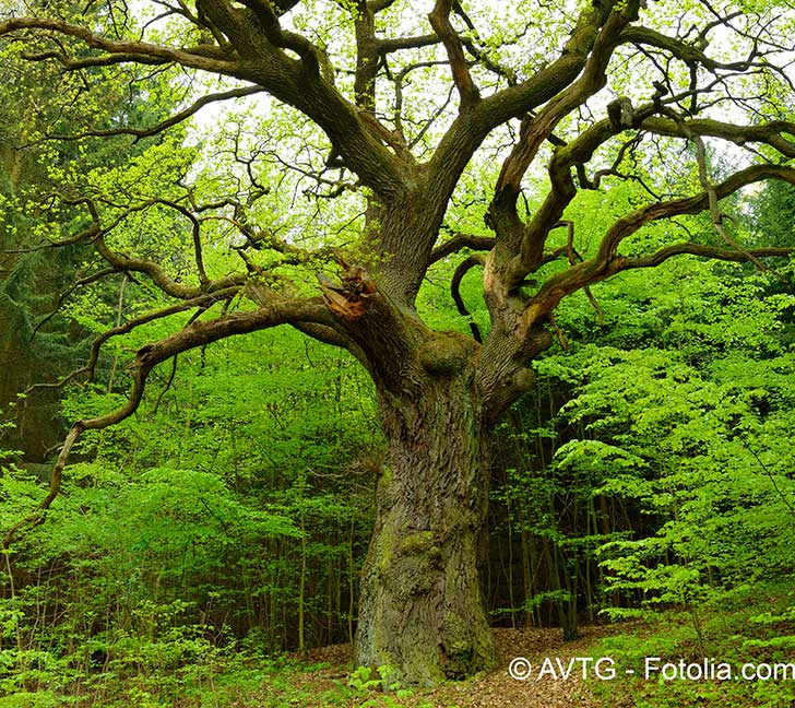 La forêt française fait partie des richesses à préserver