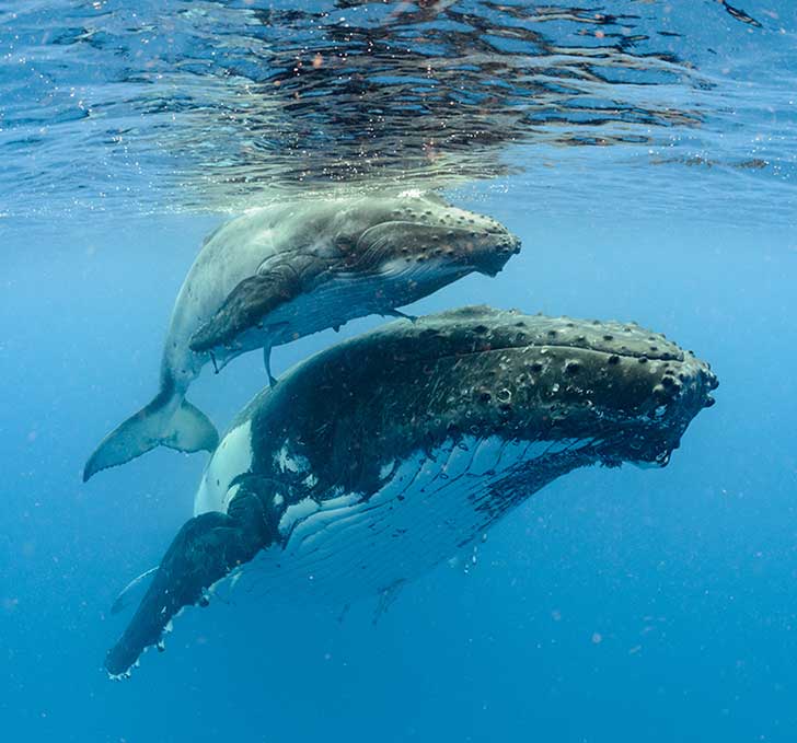 Sous leffet du rchauffement climatique ltat des ocans se dgrade  grande vitesse