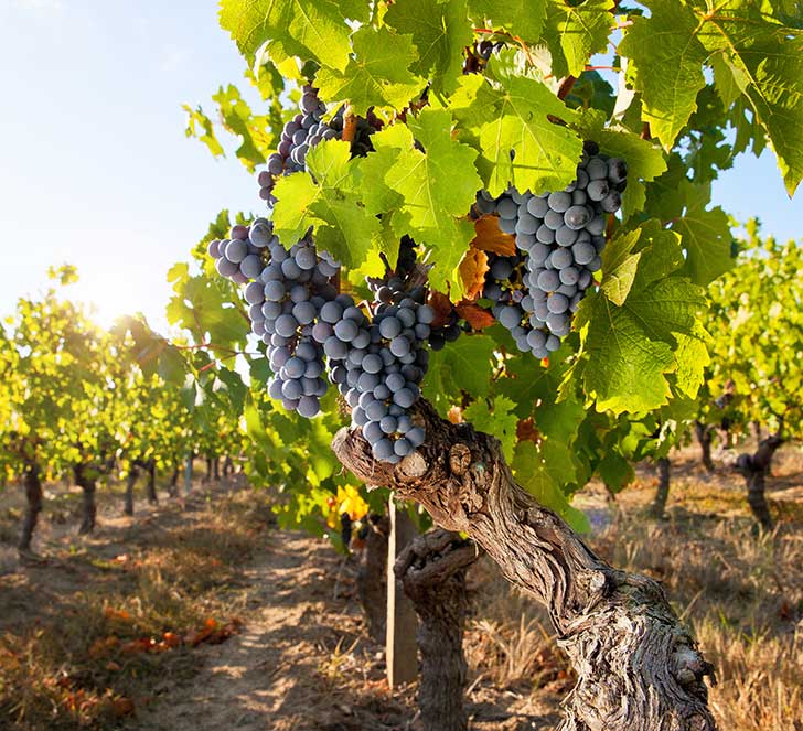 La vigne peut sadapter  tous les climats mais le vin produit avec le mme cpage nest pas le mme partout