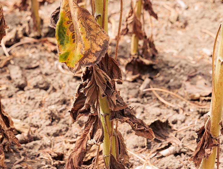 S�cheresse et agriculture quand le climat menace l�avenir de nos �leveurs (Erik Kauf)