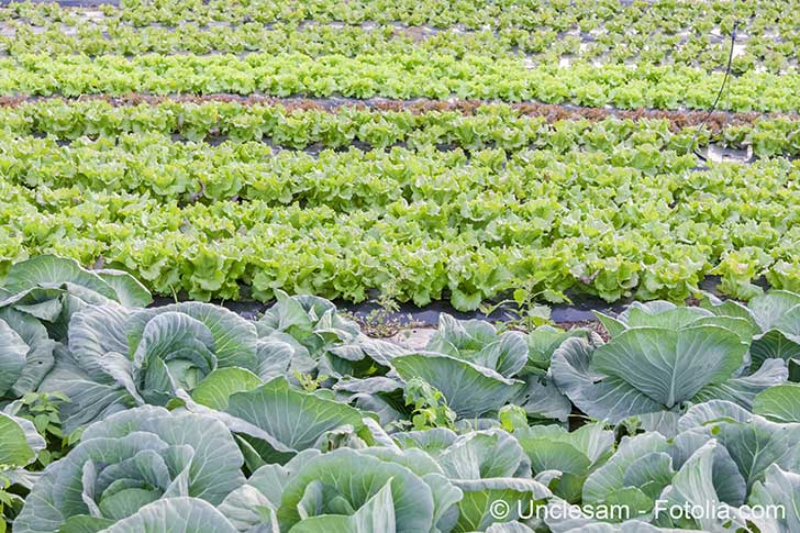 Les eurodéputés défendent les refuges de biodiversités dans l’agriculture intensive