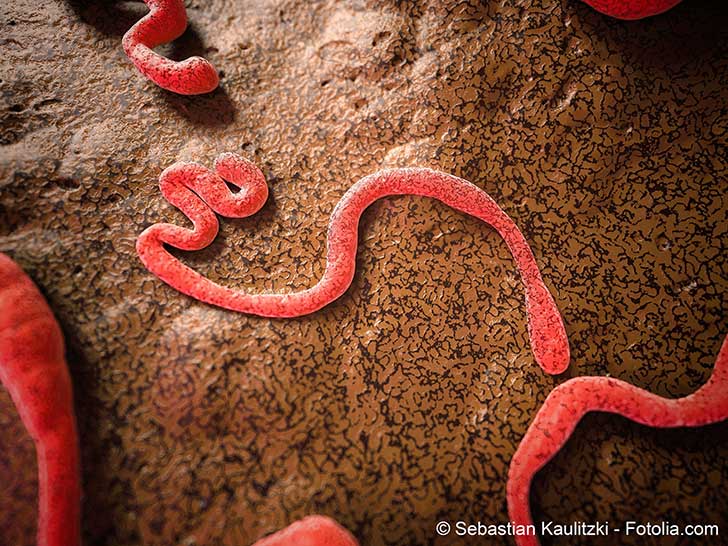 Selon lOMS une pidmie svre dEbola vient dclater au Congo en RDC