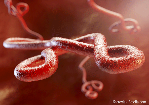 L’Ebola a destabilisé les récoltes et les approvisionnements dans les pays touchés