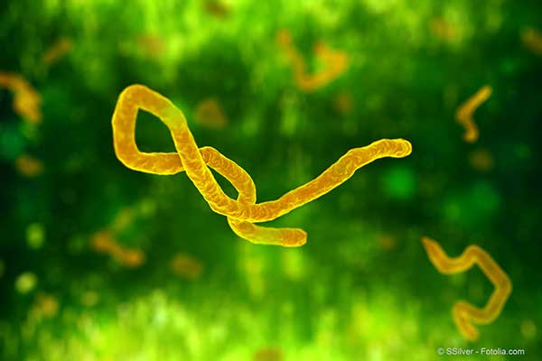Aprs 11 000 dcs, lAfrique de lOuest ne compte plus aucun cas dEbola