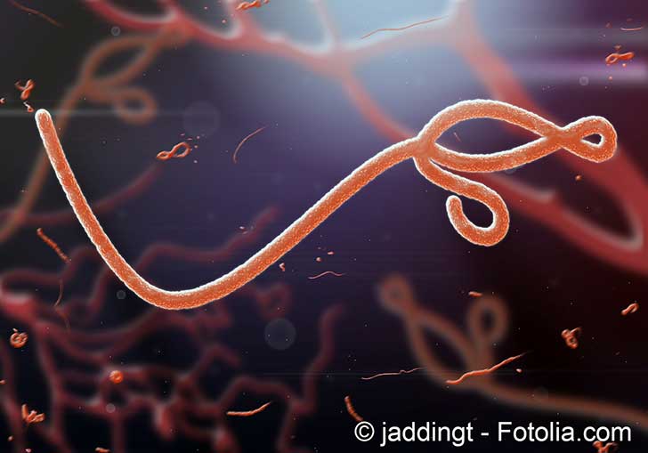 Le virus de lEbola revient rgulirement