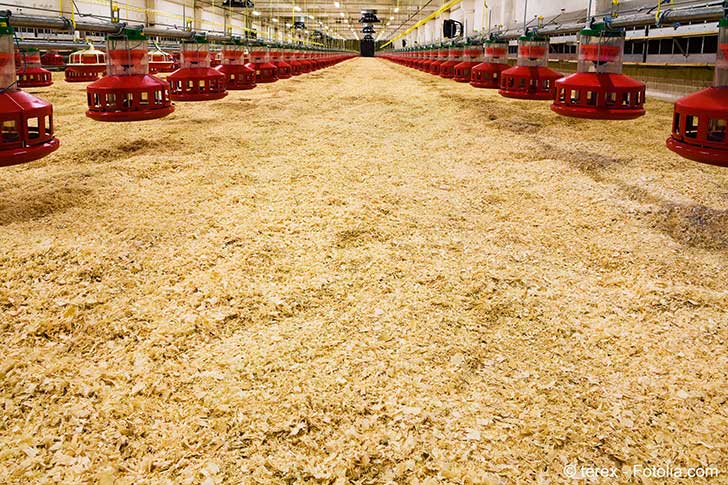 Avec la fin de la grippe aviaire les canards sont attendus pour la fin du mois