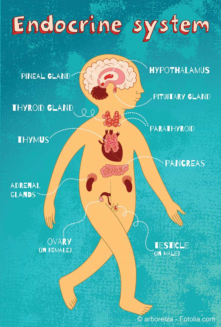 Une nouvelle chance se présente à Bruxelles pour définir les perturbateurs endocriniens