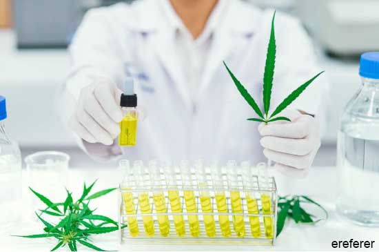 Quelle est l’importance des analyses des cannabinoïdes ?