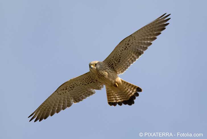 EDF est rendu responsable de la mort des oiseaux pris dans les pales de ses oliennes