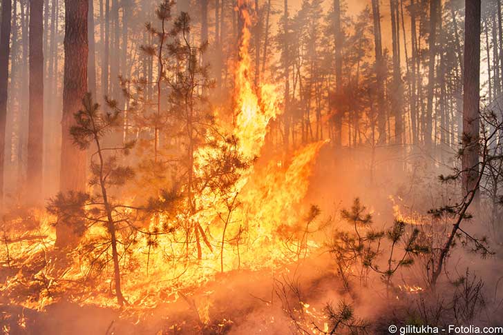 Depuis deux ans les surfaces boisées sont dévorées par les incendies