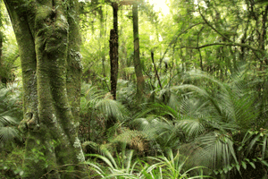 Des initiatives mondiales pour la préservation des forêts