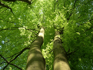 Le fléau de la déforestation