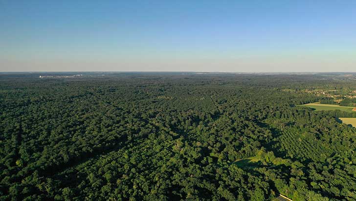 A Fontainebleau les incendies de for�t confirment l�extension du risque � toute la France
