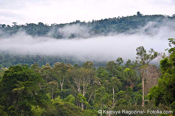 Incendies et dforestation de lAmazonie : une cadence en hausse en 2022