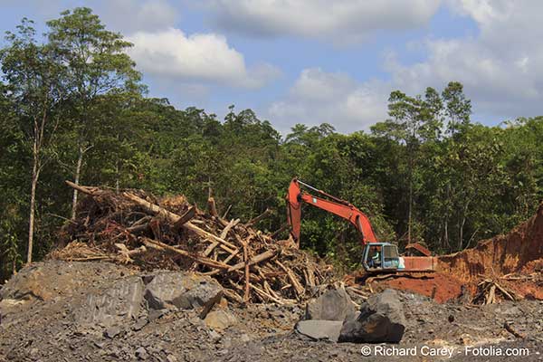 La dforestation du globe avec 18 millions dhectares perdus stend  de nouvelles zones