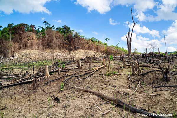 Point sur la dforestation et sur la progression des forts plante dans le monde