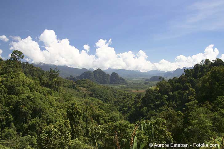 La déforestation dans les zones tropicales stimule la propagation d’agents infectieux