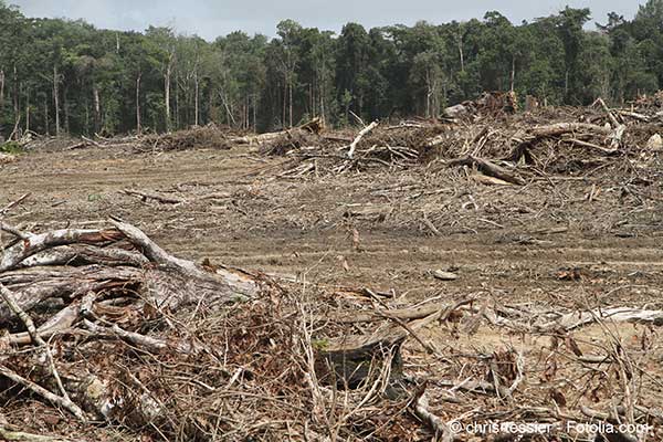 La dforestation est responsable de 10% des missions de gaz  effet de serre