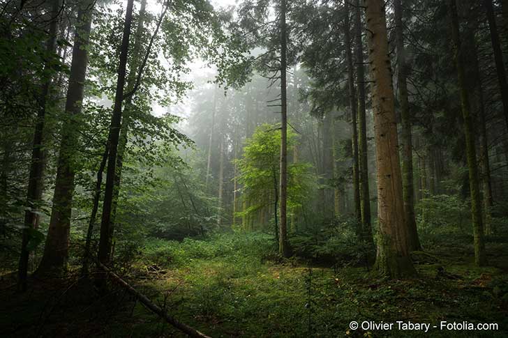 Environnement et biodiversité. La France envisage de planter un milliard d’arbres en 10 ans