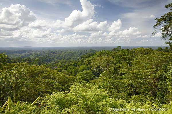 Les puits à carbone que sont les forêts primaires sont impérativement à préserver