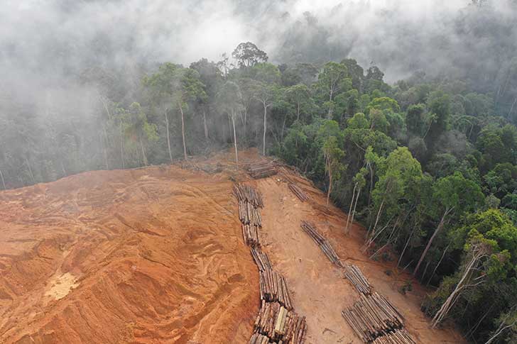 Dforestation : L