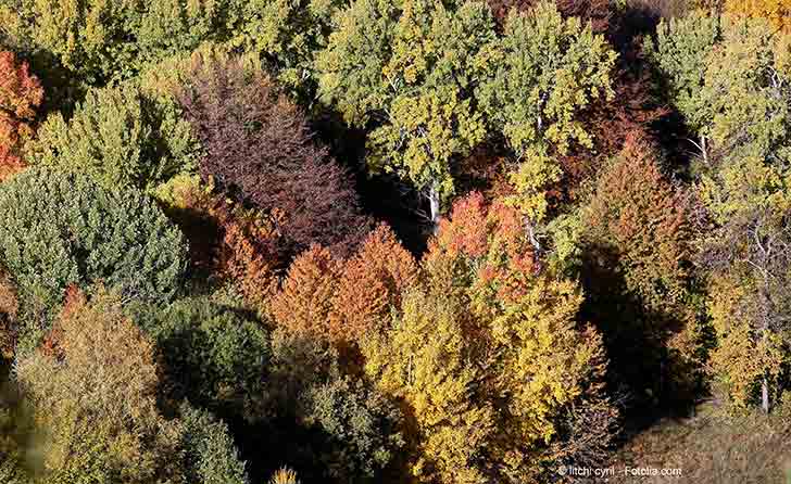 La forêt française a un rôle à tenir dans l’atténuation du réchauffement climatique