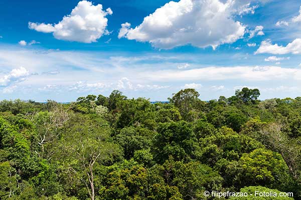 La prsidente brsilienne promet dradiquer la dforestation illgale en Amazonie