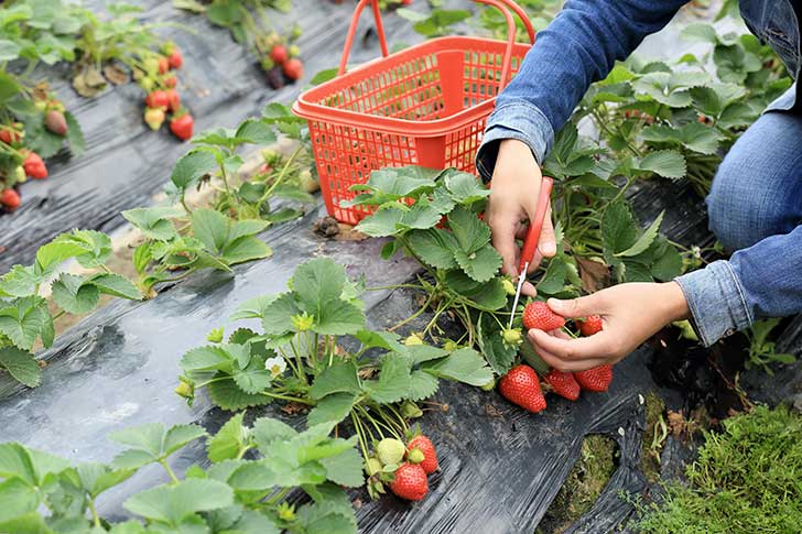 Faute des saisonniers trangers les agriculteurs ont des difficults  rcolter les fruits et les lgumes