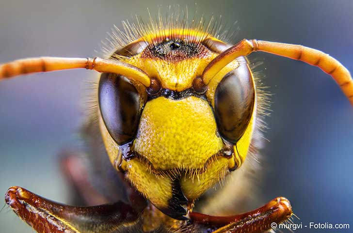 Des scientifiques dressent le bilan des dangers des insectes envahissants