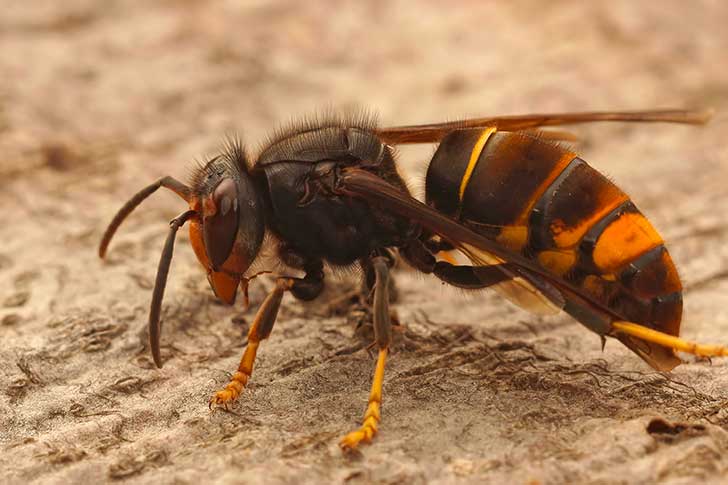 Une invasion durable des frelons asiatiques