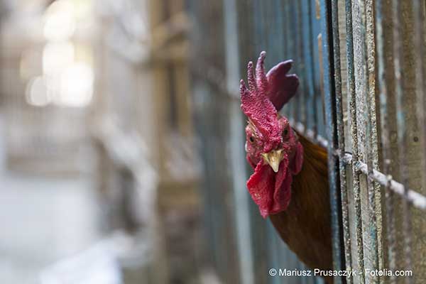 De nouveaux cas de grippe aviaire ont t dtects dans les Landes