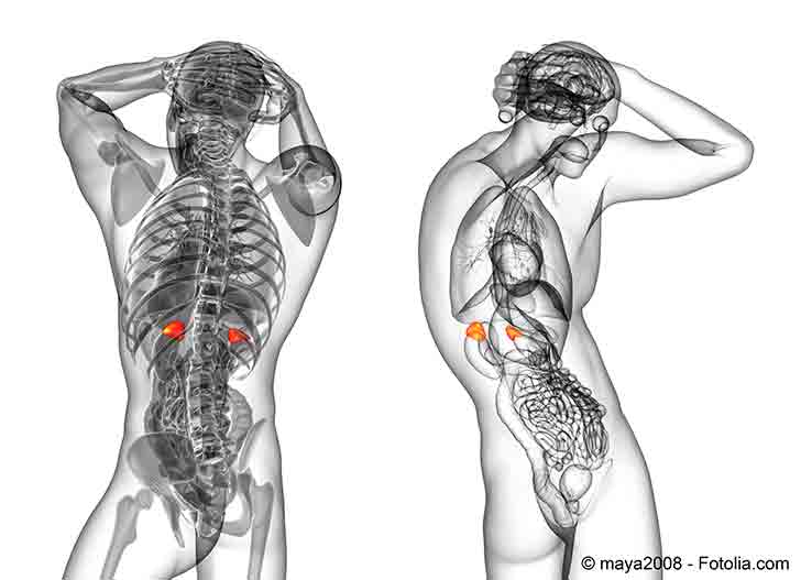 Des scientifiques contestent la position de la CE sur les perturbateurs endocriniens