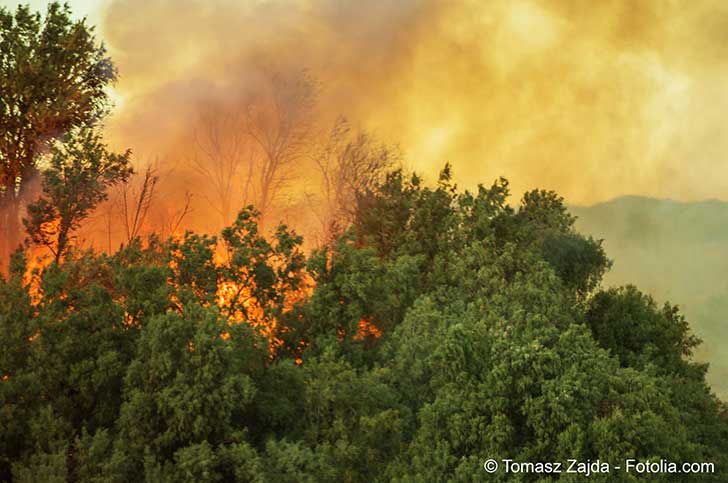 Le sud de lEurope victime dincendies et dune chaleur extrme