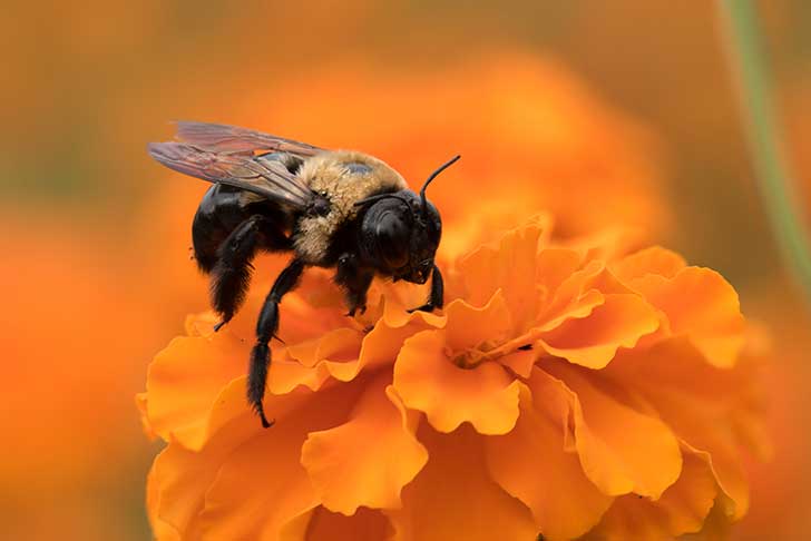 L’agriculture dépend en grande partie des insectes pollinisateurs