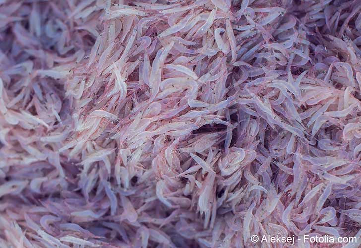 En pchant le krill dans lAntarctique nous privons les animaux des eaux polaires de leur nourriture