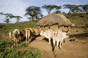 Une assurance sécheresse hors normes au Kenya