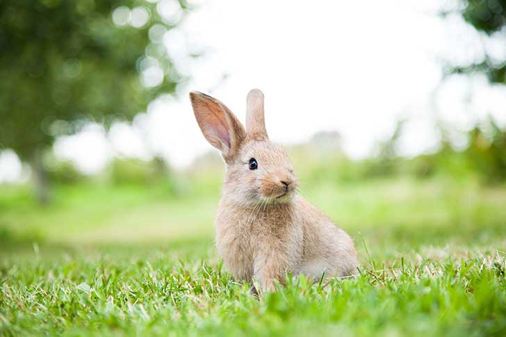 Les patients risquent la Taxe Lapin