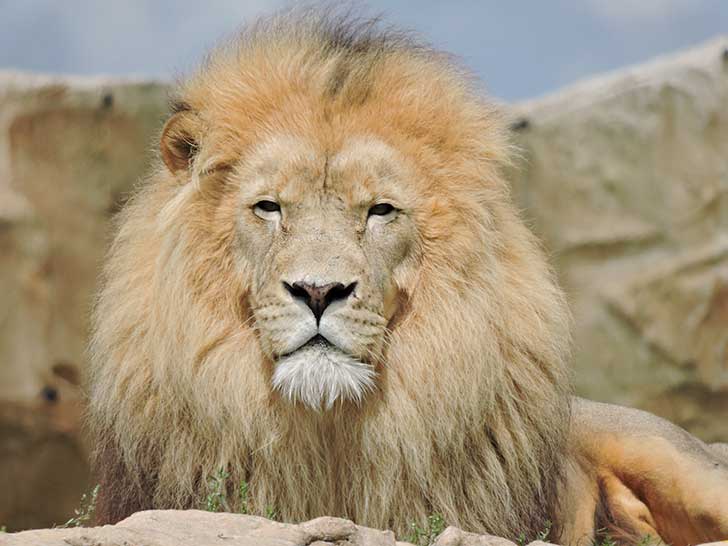 Au zoo de Beauval les animaux sauvages ne sont pas plus confins que dhabitude