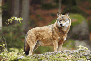 Un plan loup freine la progression de ce prédateur protégé