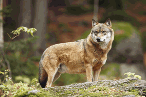 Les loups cotent de plus en plus cher  la collectivit