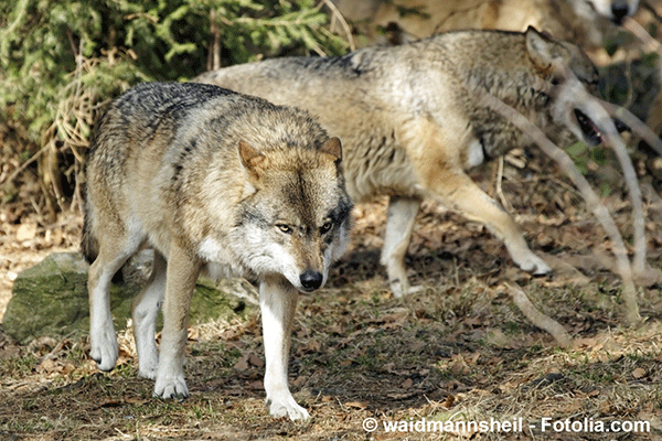 Le loup, espèce protégée, prospère en France