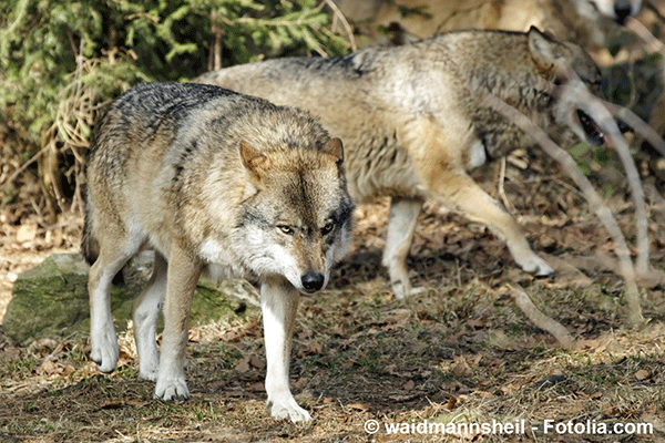 Le loup, espce protge, prospre en France