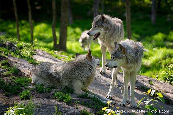 Des loups ont menac un garon de 16 ans dans les Alpes de Haute Provence