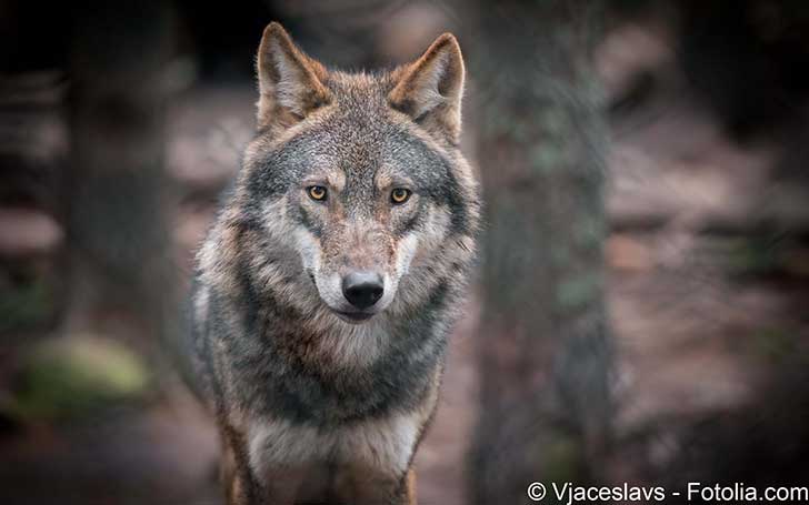 Lexpansion du loup - une espce protge - est plus rapide que prvu