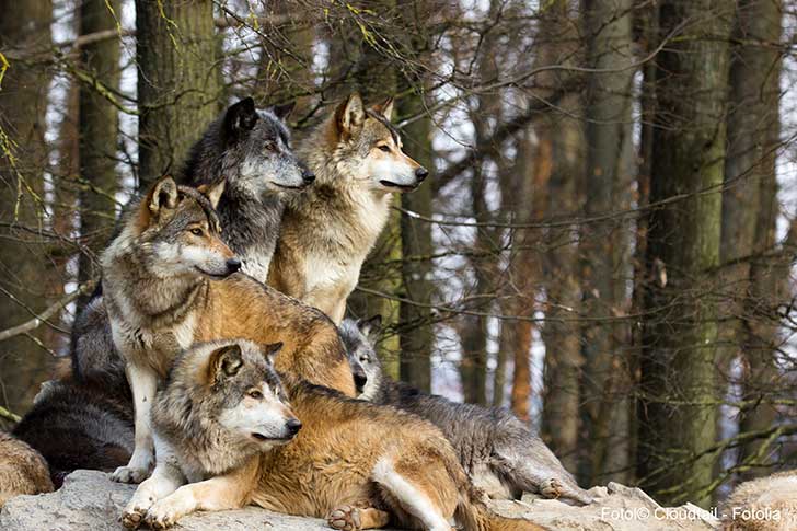 L’Italie engage la guerre contre les loups