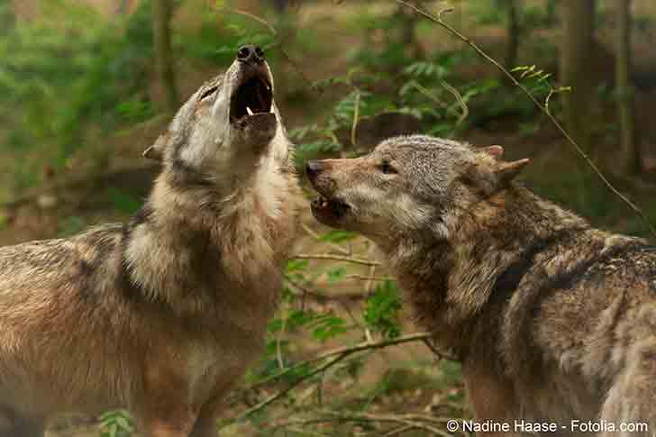 L’autorisation de l’abattage des loups est devenue une affaire hautement politique