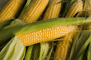 On ne sait plus quoi penser de la dangerosit des OGM dans nos assiettes